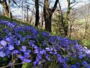88 Distese di  violette primaverili 